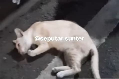 21 Kucing Ditemukan Mati Setelah Kejang Kejang Di Jakarta Utara