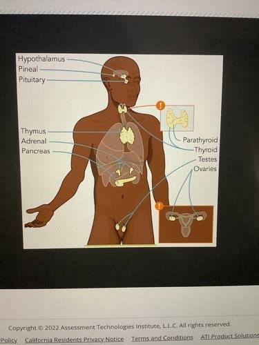 The Anatomy Physiology Of The Endocrine System Flashcards Quizlet