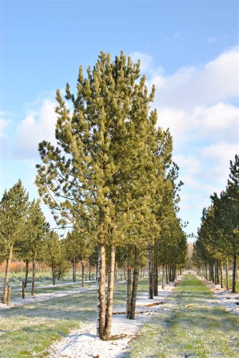 Pinus Cembra Arolla Pine Swiss Stone Pine Van Den Berk Nurseries