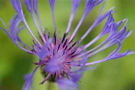 Bildet Natur Blomstre Anlegg Fotografering Eng Blomst Lilla