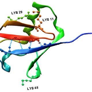 Ribbon diagram showing the α β structure of ubiquitin and CPK