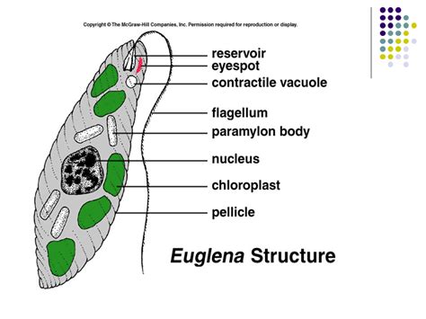 Well Labelled Diagram Of Euglena