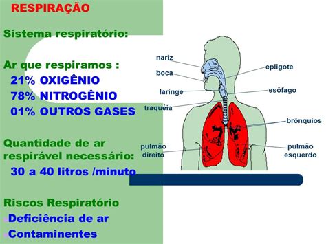 Pra Que Serve O Ar Mundo Ecologia