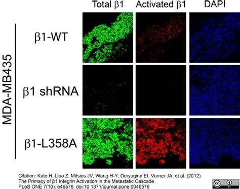 Anti Human Cd29 Antibody Clone 4b7r Bio Rad