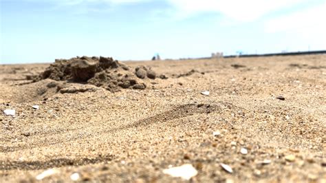 Head Of Vb Lifeguards Warns Of Dangers Of Digging Large Holes In Beach Sand