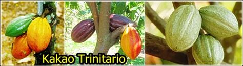 Agristud Diary Jenis Jenis Tanaman Kakao Theobroma Cacao L