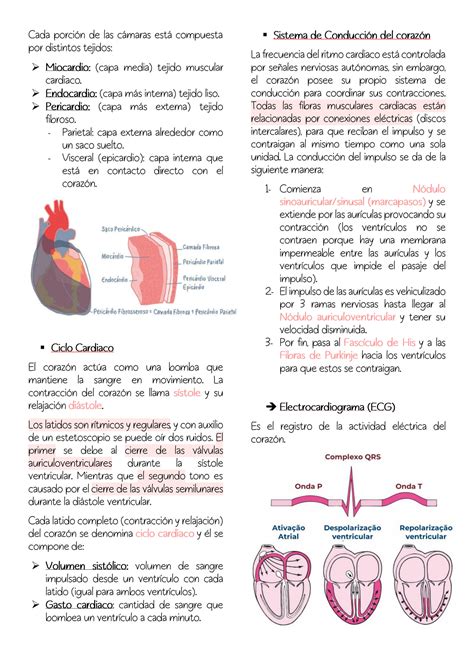 SOLUTION Sistema Cardiovascular Funciones Estructura Ciclo Cardiaco