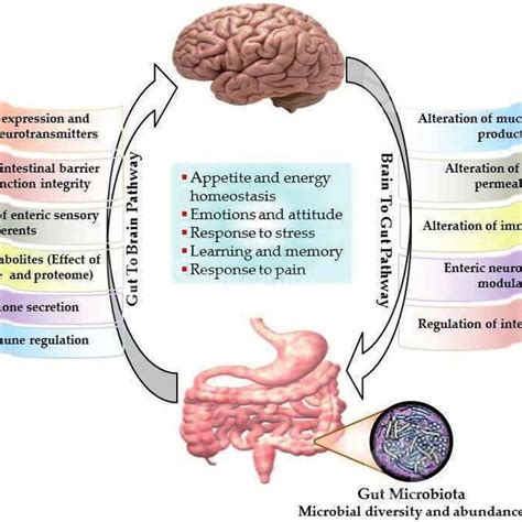 The Bidirectional Pathways Of The Gut To Brain Axis And Their Effects