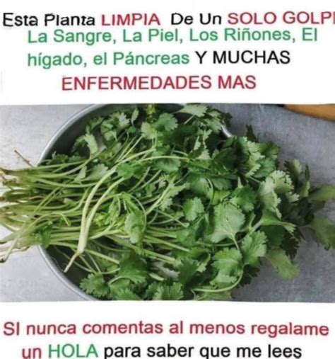 Remedios Caseros Con Plantas Medicinales Remedios Free