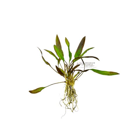 Cryptocoryne Wendtii Affinis Red Apf Aquarium Plants Factory®