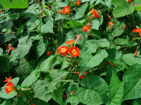 Ipomoea Rubriflora Red Morning Glory World Of Flowering Plants