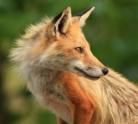 Fluffy fox : r/foxes