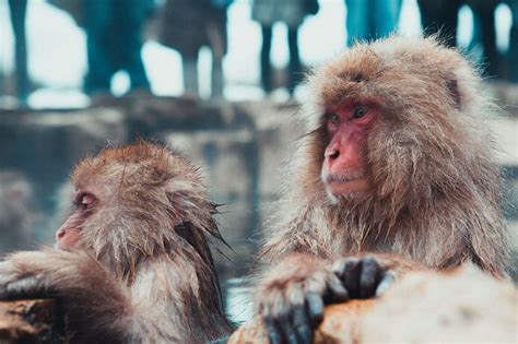 Tripadvisor Priv Tour Op Nagano Gedurende De Hele Dag Zenkoji Tempel