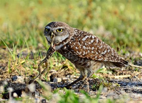 Burrowing Owl - Facts, Habitat, Diet, Life Cycle, Pictures