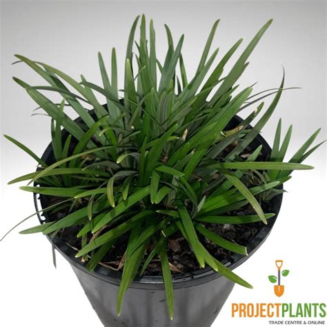 Ophiopogon japonicus nanus / Dwarf Mondo Grass 125mm - Project Plants