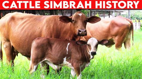 ⭕ Cattle Breeds Simbrah History Dairy Cow Youtube