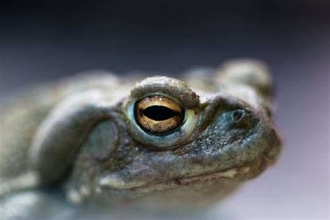 $80 Million Granted to Research Psychedelic Properties of Ingesting Toad Venom