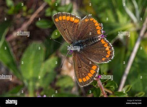 Hauhechelbla Uling Hi Res Stock Photography And Images Alamy