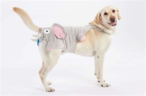 8 Of The Cutest Dog Halloween Costumes Of 2022 Bark Post