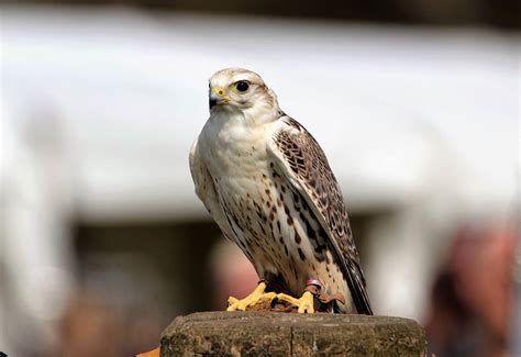 Video: Endangered falcons race to make a comeback in the Gulf - Arabian Business