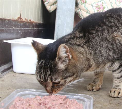 Il Gattile La Bogaia Cerca Un Gestore Il Bando Pubblicato Sul Sito Del