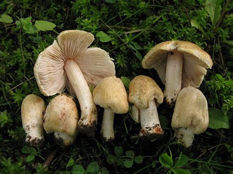 Inocybe Erubescens