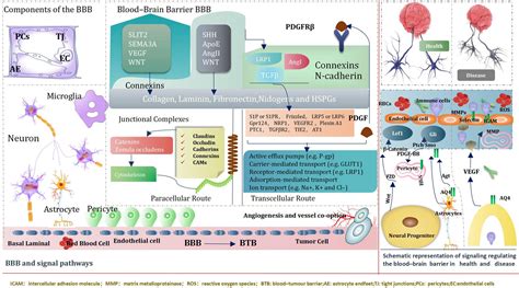 Frontiers Research Progress On The Regulation Mechanism Of Key Signal