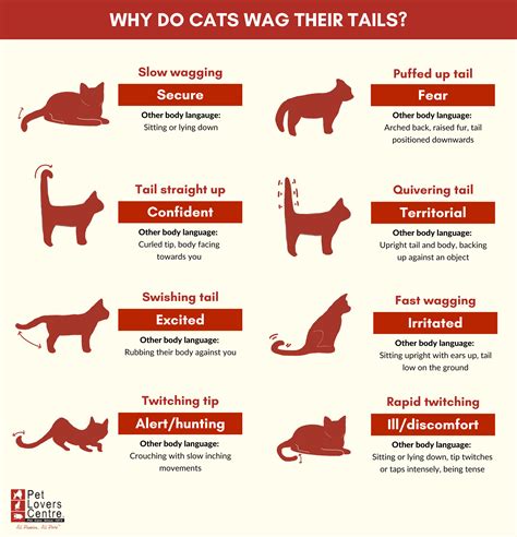 Why Do Cats Wag Their Tails Reasons Expert Tips FAQs