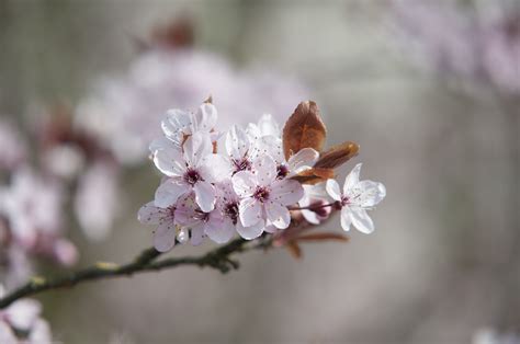 Free Images Tree Nature Branch Fruit Leaf Flower Petal Bloom