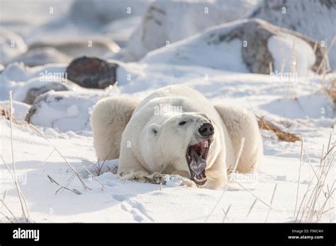 Yawn Bear Hi Res Stock Photography And Images Alamy