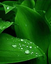 Water On Leaf GIF - Download & Share on PHONEKY