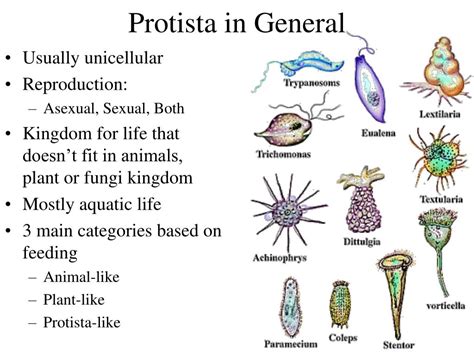 Characteristics Of Kingdom Protista Protists Worksheets Midd