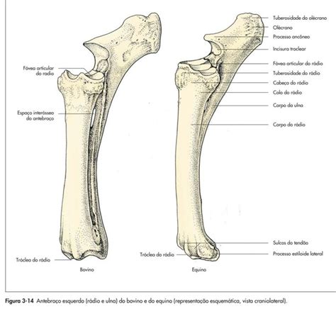 Rádio e ulna bovino equino Anatomia cavalo Medicina veterinária