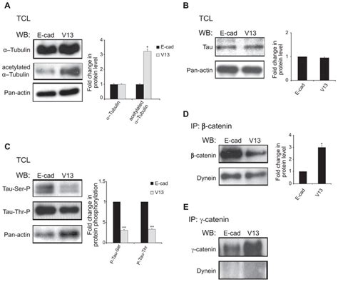 N Glycosylation Status Of E Cadherin Affects Microtubule Associated