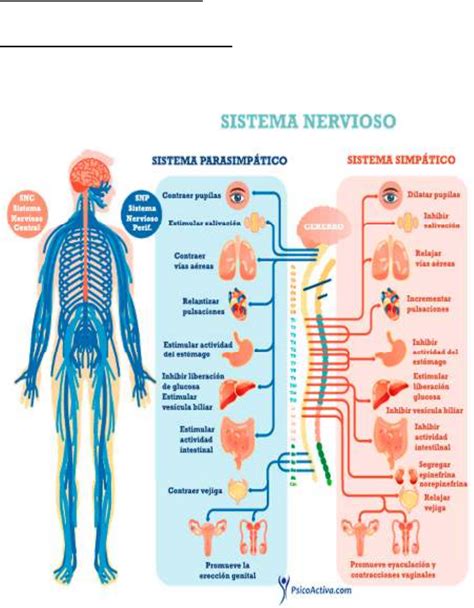 Sistema Nerviosos Y Reproductivo Mind Map Hot Sex Picture