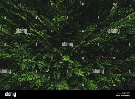 Top View Of Green Leaves On Dark Background In Jungle Above View Of