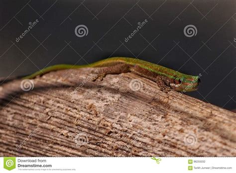 Day Gecko in Natural Habitat Stock Photo - Image of endemic, nature ...