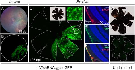 Frontiers Simple Autofluorescence Restrictive Sorting Of Egfp Rpe