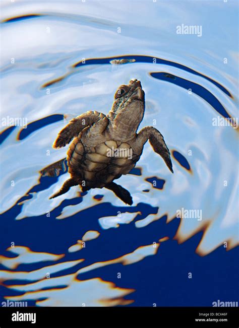 Loggerhead Sea Turtle Hatchling Endangered Species Caretta Caretta