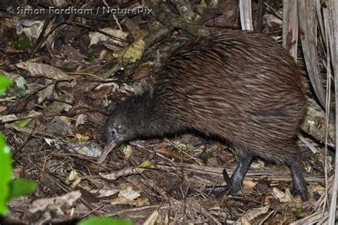 North Island brown kiwi - Alchetron, the free social encyclopedia