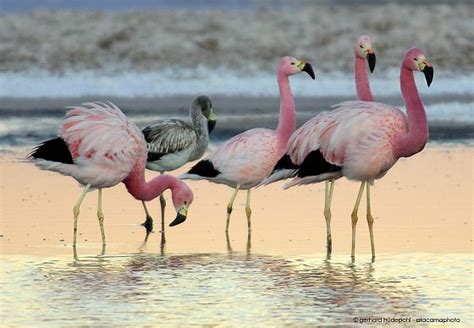 Atacama Desert Animals - photos of birds, lizards, insects and mammals ...