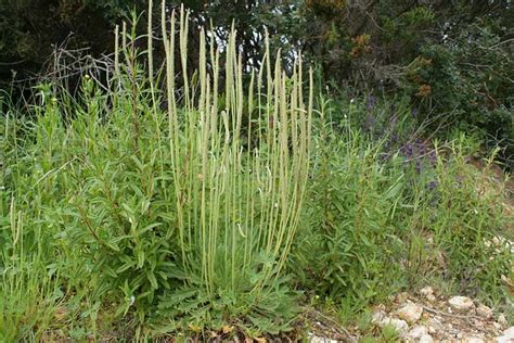 E150 2 Plantago Coronopus KraehenfussWegerich 1 SONY DSC Michael