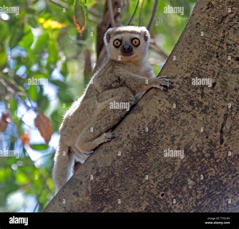 Western Woolly Lemur Or Western Avahi Avahi Occidentalis Perched In