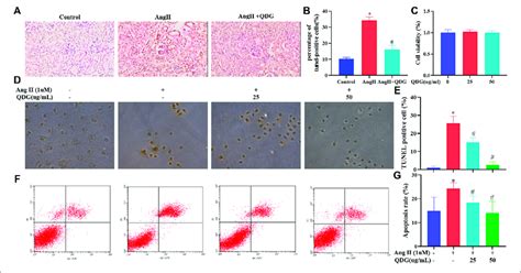 QDG Attenuates Ang II Induced Renal Cell Apoptosis In Vivo And In