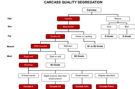 Carcass Grading Beefresearchca