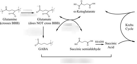 GABA Synthesis Pathway Diagram Quizlet