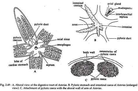 Macrophagy In Star Fish With Diagram