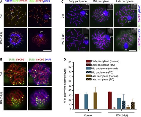 Telomere Clustering Occurs At The Mid Late Pachytene Stage In Ythdc