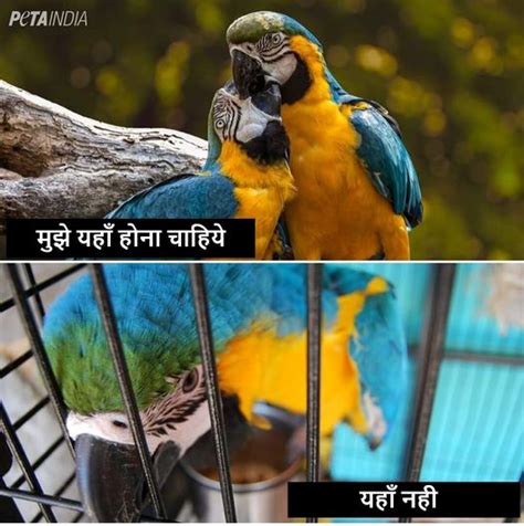 Peta India On Twitter