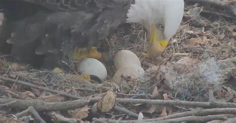 WATCH: Hays Bald Eagle Cam Catches 'PIP' As Egg Begins To Hatch - CBS ...